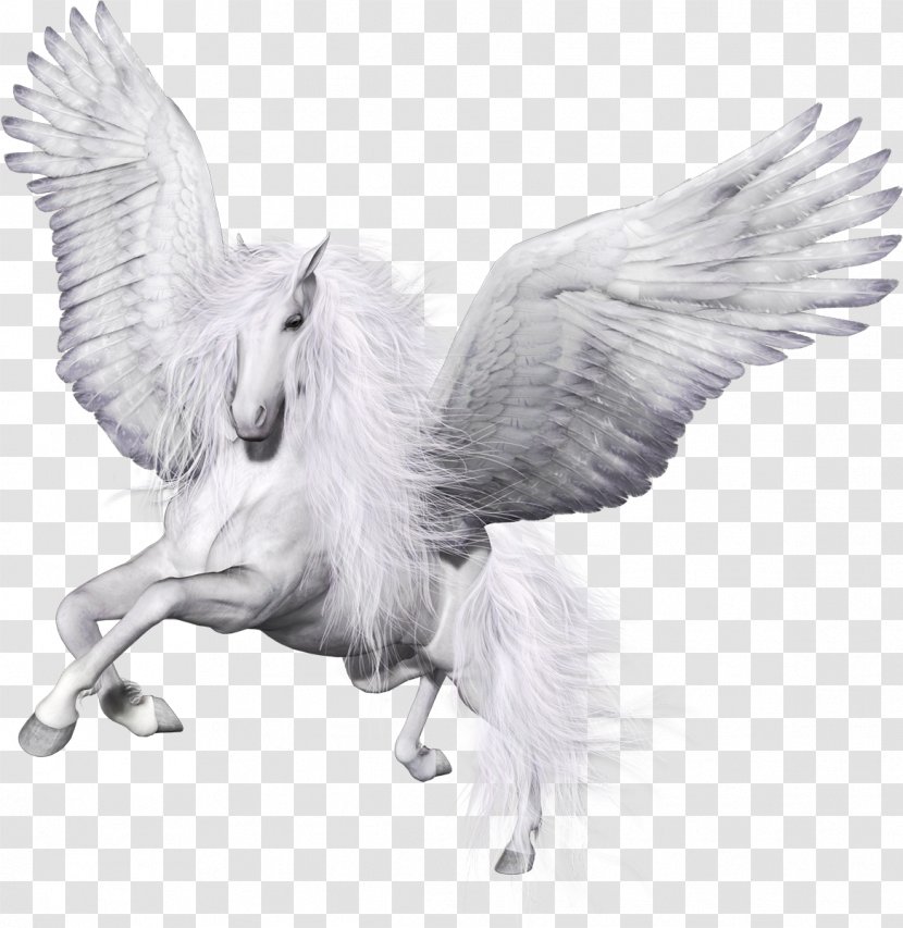 Clip Art - Water Bird - Pegasus Transparent PNG