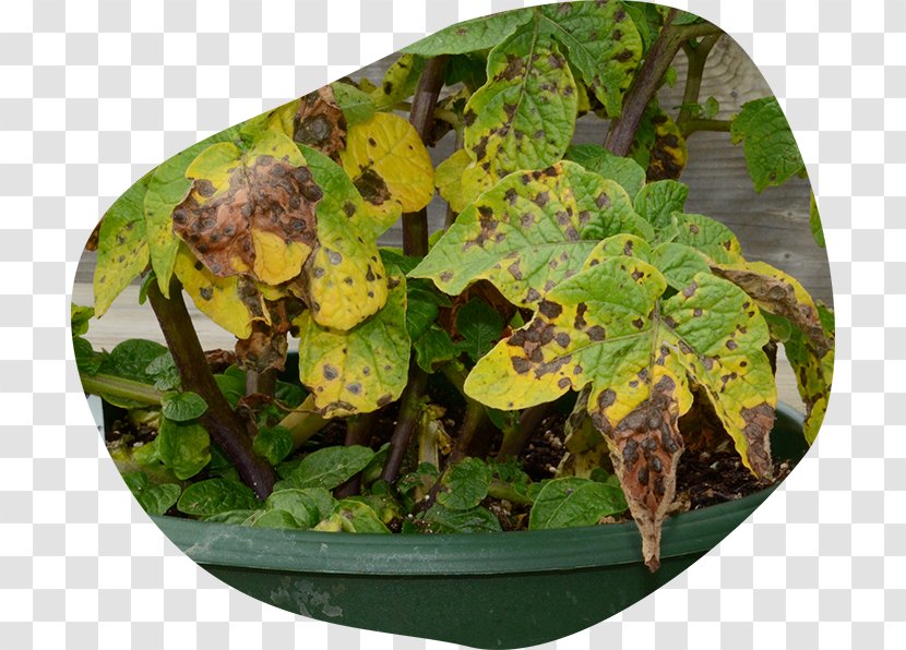 Potato Pests Plant Pathology Disease Blight - Pest Transparent PNG