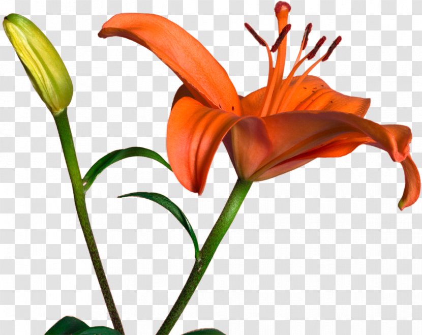 Cut Flowers Bud Plant Stem Daylily Clip Art - Petal Transparent PNG