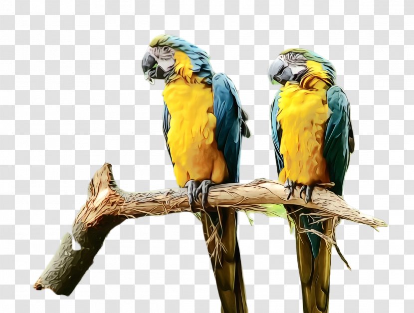 Colorful Background - Exotic Bird - Lovebird Wildlife Transparent PNG