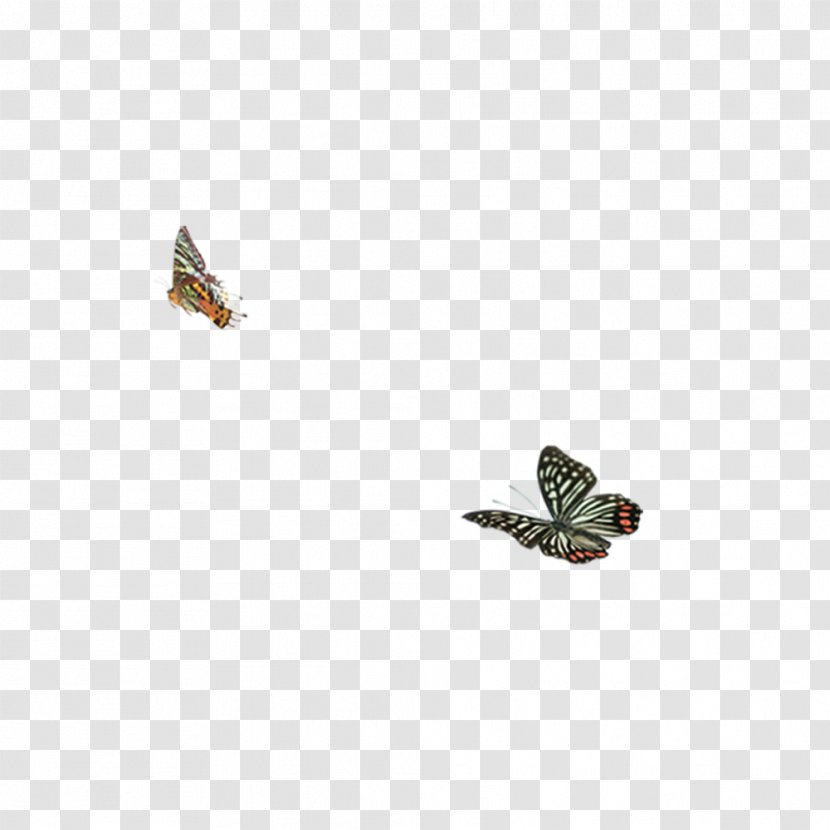 Butterfly Moth Insect Membrane - Pollinator Transparent PNG