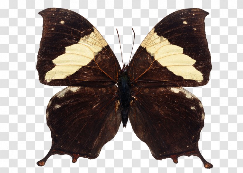 Parrot Brush-footed Butterflies Butterfly Moth - Insect Transparent PNG