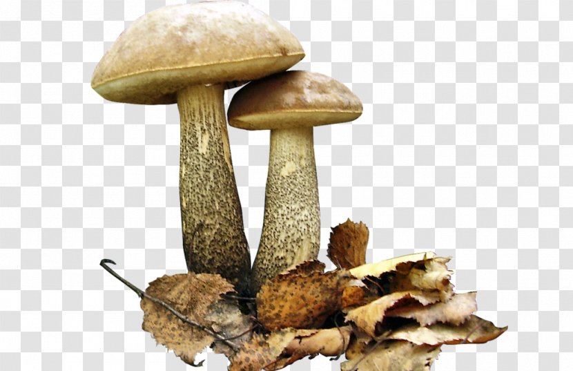 Birch Bolete Brown Cap Boletus Edible Mushroom Fungus Transparent PNG