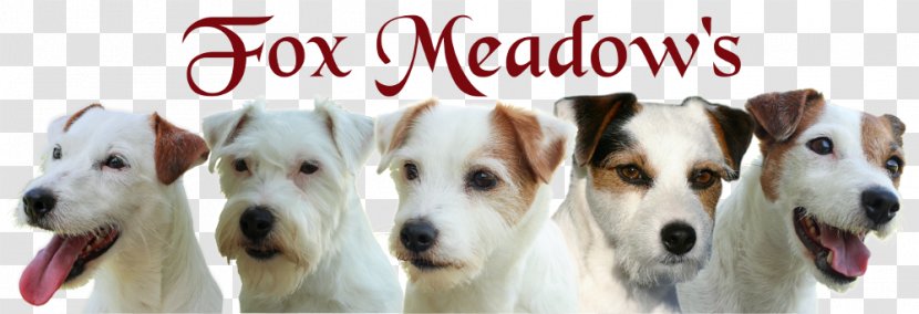 Jack Russell Terrier Parson Fox Dog Breed - Puppy Transparent PNG