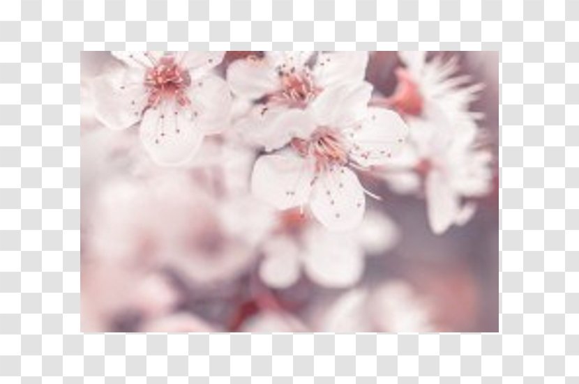 Stock Photography Flower Blossom - Lilium Transparent PNG