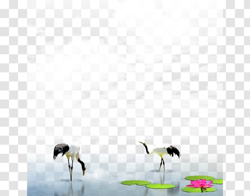 Red-crowned Crane World Wide Web Download - Cartoon Transparent PNG