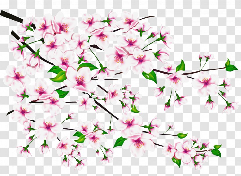 Floral Spring Flowers - Flower - Petal Cut Transparent PNG