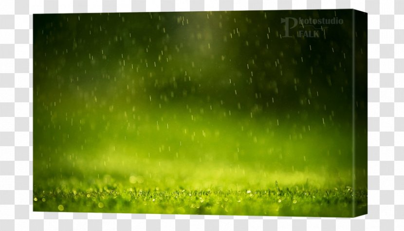 Desktop Wallpaper Computer Lawn - Green Transparent PNG
