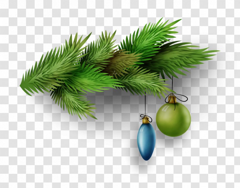Fir Conifers Evergreen Pine Tree - Christmas - Tube Transparent PNG
