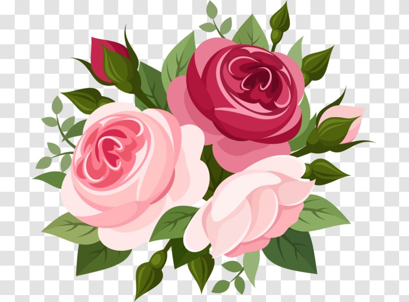 Rose Pink - Rosa Centifolia Transparent PNG