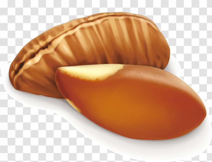 Nut Euclidean Vector - Hazelnut - Almond Transparent PNG