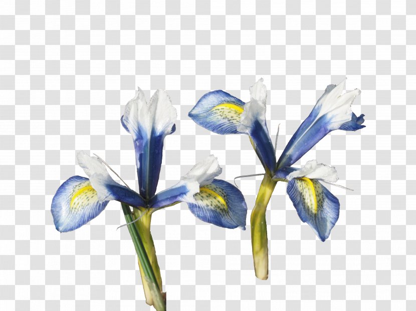 Orris Root Irises Cut Flowers Petal - Gentian Family - Fiorentina Transparent PNG