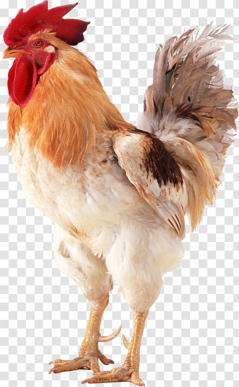 Brahma Chicken Rooster Poultry Transparent PNG