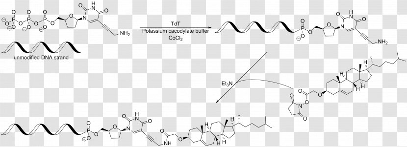 Chemical Modification Cholesterol DNA Nucleic Acid Amide - Diagram - Sonogashira Coupling Transparent PNG