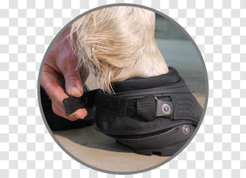 Hoof Boot Horseshoe Equestrian - Thumb - Horse Transparent PNG
