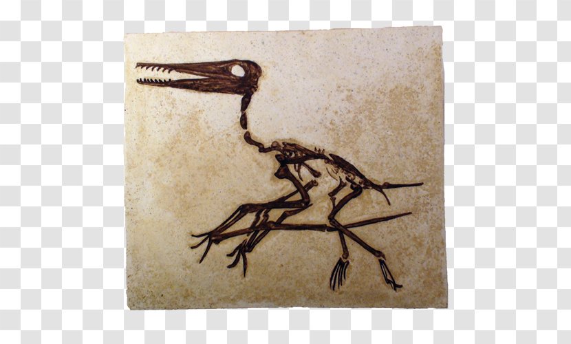Pterosaurs Pterodactyls Fossil Flying Reptiles Darwinopterus - Museum Of Earth History - Prayer Transparent PNG