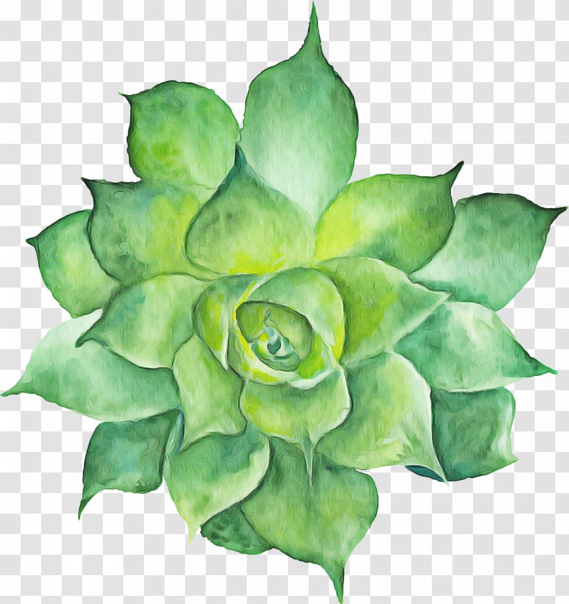 Watercolor Flower Background - Agave - Perennial Plant Transparent PNG