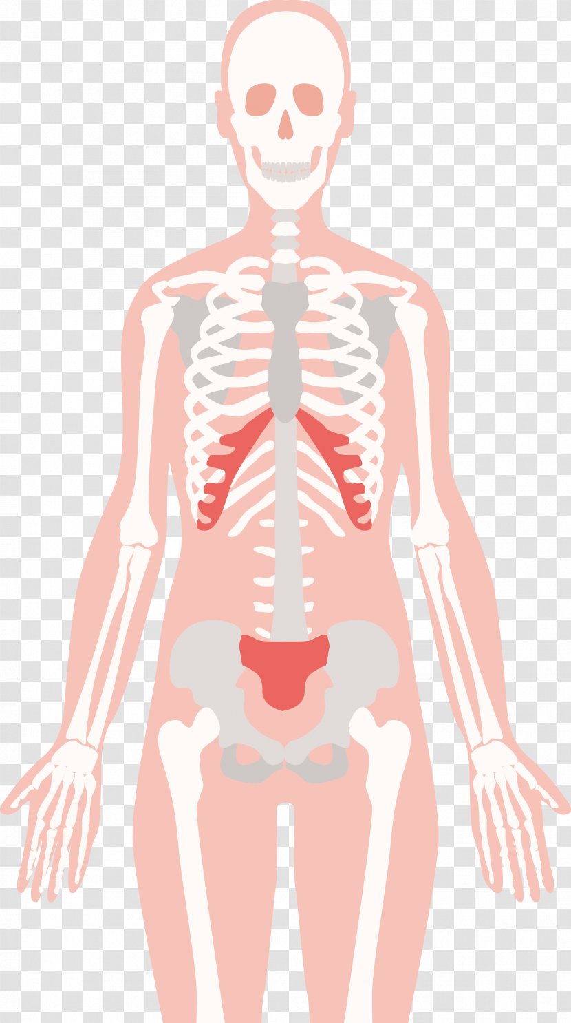 Human Skeleton Body Bone Euclidean Vector - Silhouette - Design Transparent PNG