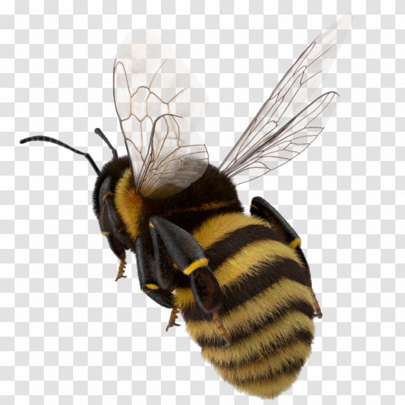 Bumblebee Hornet Western Honey Bee Insect - Pollinator Transparent PNG