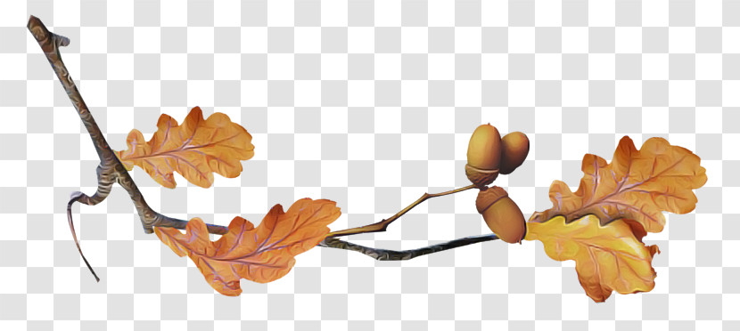 Leaf Plant Stem Twig Tree Petal Transparent PNG