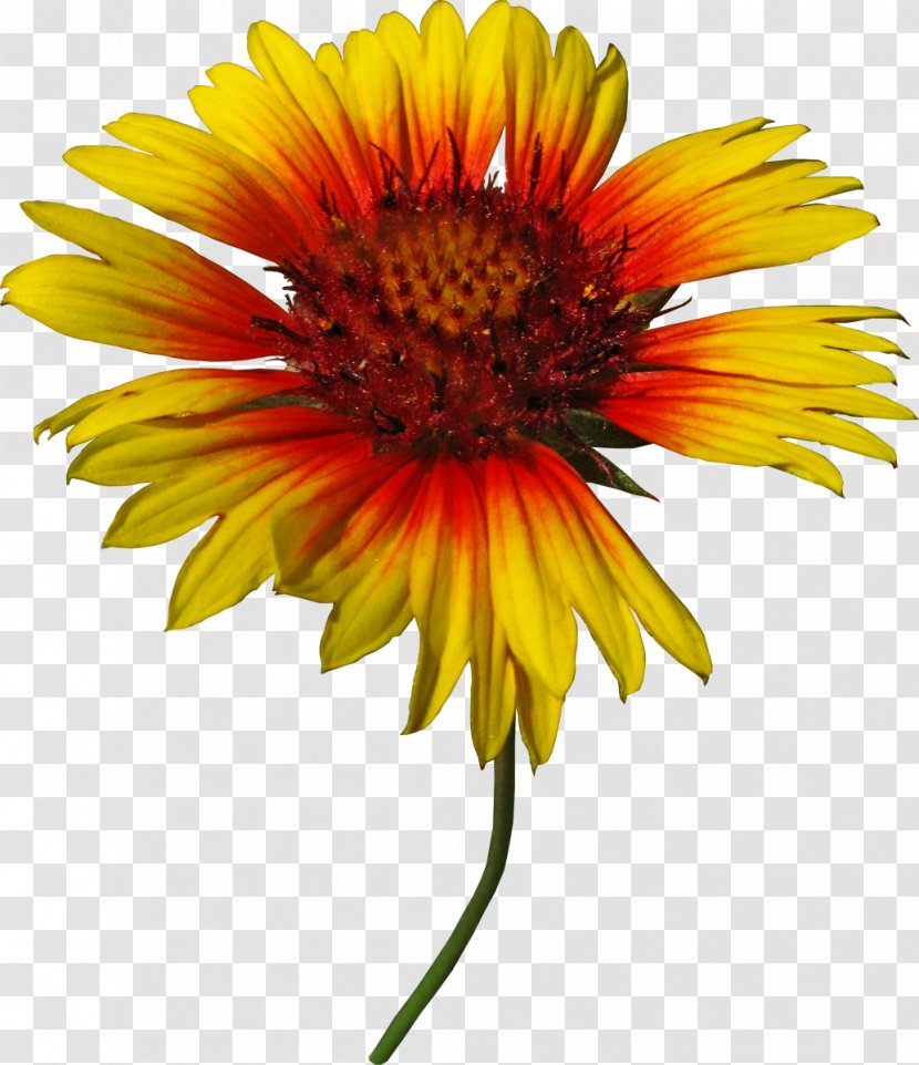 Blanket Flowers Plant Petal - Sunflower - Sun Transparent PNG
