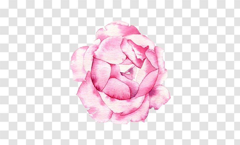Centifolia Roses Petal Illustration - Flower - Rose Creative Transparent PNG