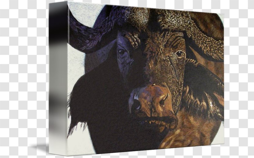 Cattle Fauna Wildlife Snout - Cape Buffalo Transparent PNG