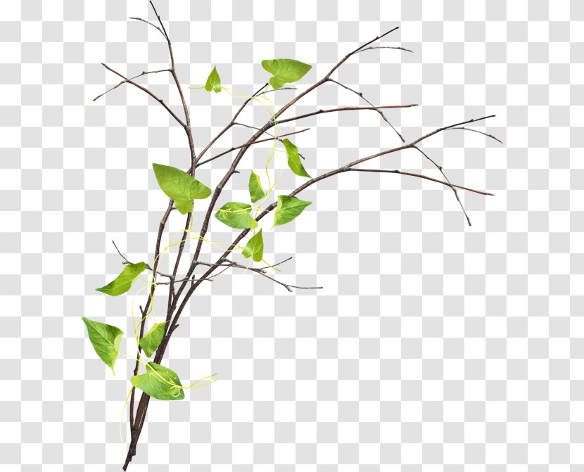 Twig Branch Clip Art - Grass Transparent PNG