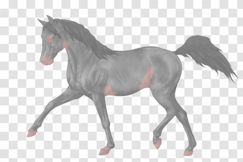 Mustang Stallion Equestrian Dressage Foal - Horse Tack Transparent PNG