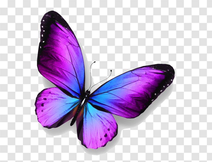 Butterfly Royalty-free Stock Photography Transparent PNG