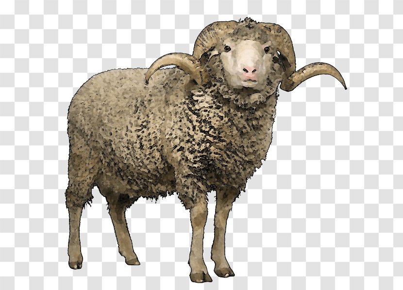Merino Romney Sheep Lincoln Clun Forest Texel - Livestock - Goat Transparent PNG
