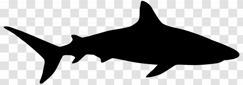 Shark Royalty-free Vector Graphics Stock Photography Image - Logo - Squaliformes Transparent PNG