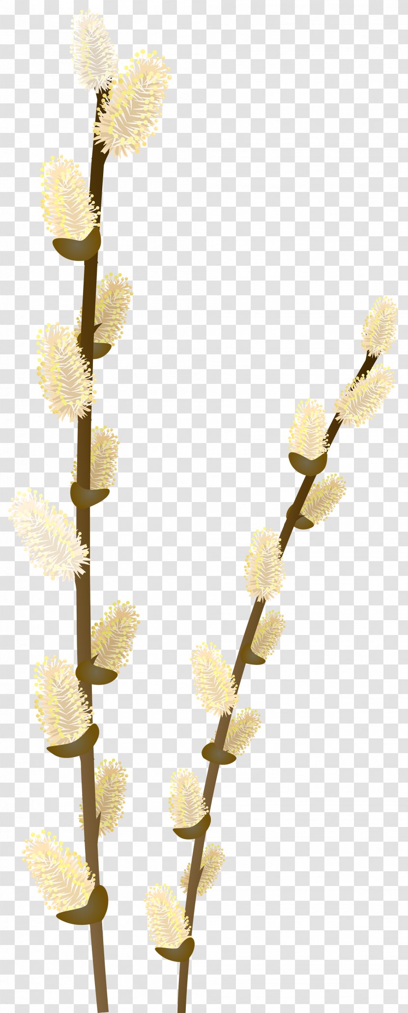 Branch Weeping Willow Tree Clip Art - Transparent Image Transparent PNG