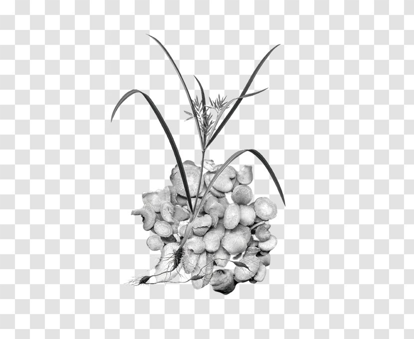 Black And White Chinese Herbology Photography - Traditional Medicine - Root Of Herbaceous Peony Transparent PNG