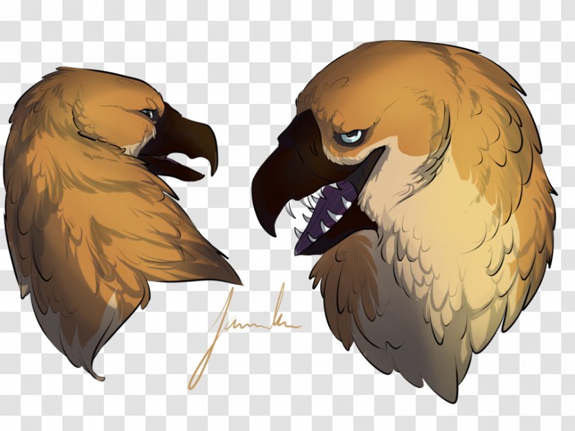 Eagle Fauna Beak Transparent PNG