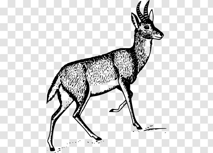 Deer Antelope Clip Art - Gazelle - Ox Horn Transparent PNG