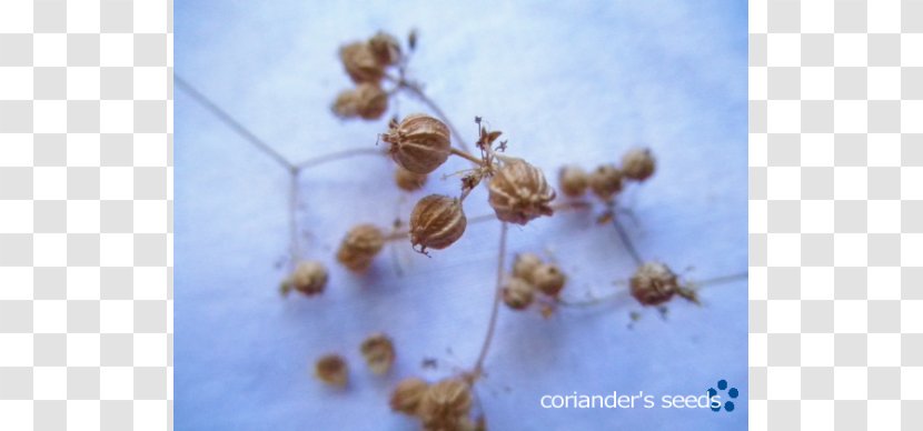 Insect Pollinator Pest - Coriander Seed Transparent PNG