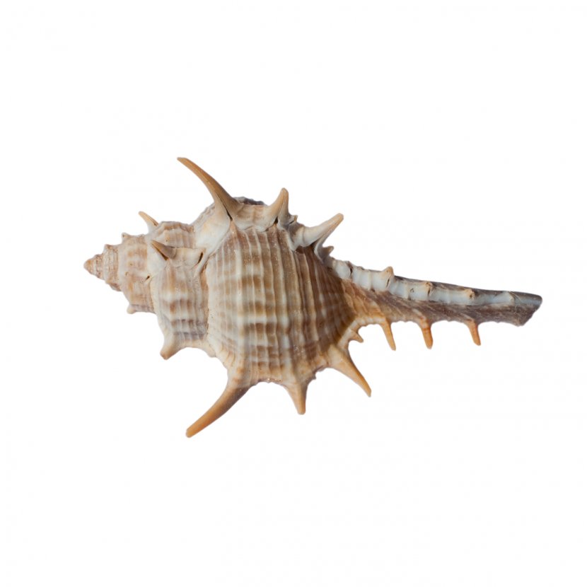 Invertebrate Seashell Fauna Organism Conch Transparent PNG