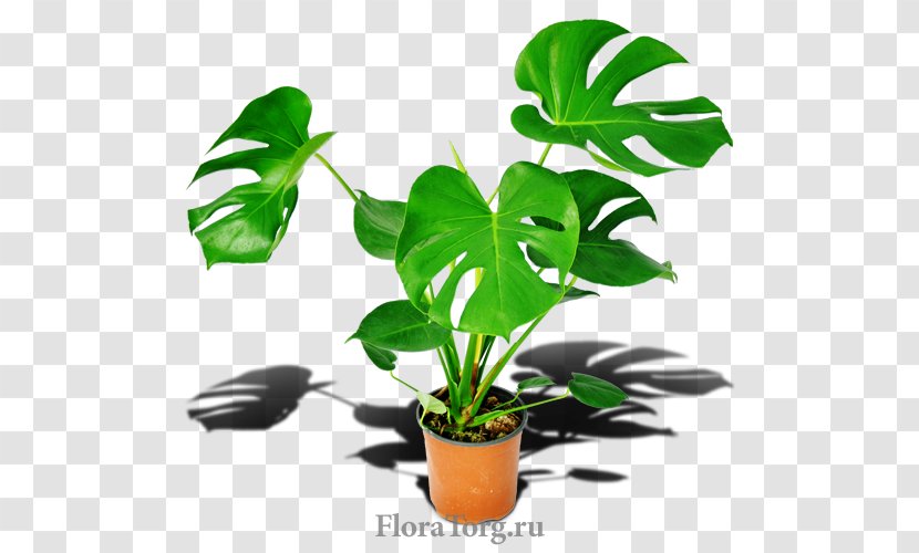 Flowerpot Houseplant Leaf Plant Stem - Tree - Monstera Transparent PNG