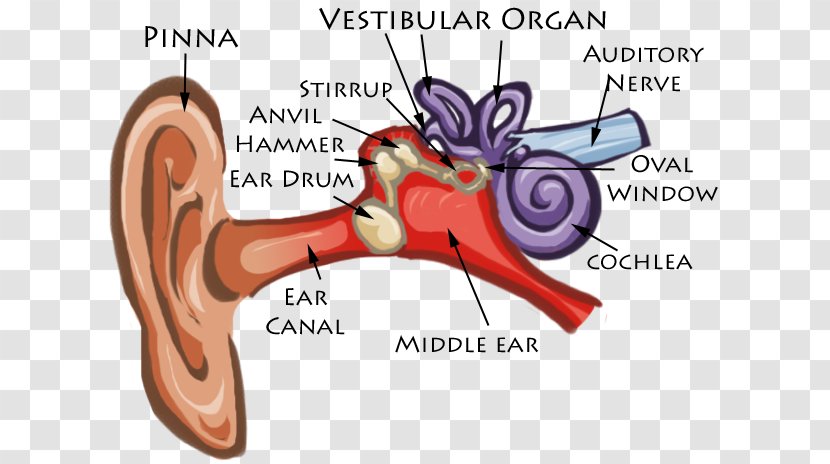 Ear Anatomy Diagram Cochlea Eardrum - Flower - Human Transparent PNG