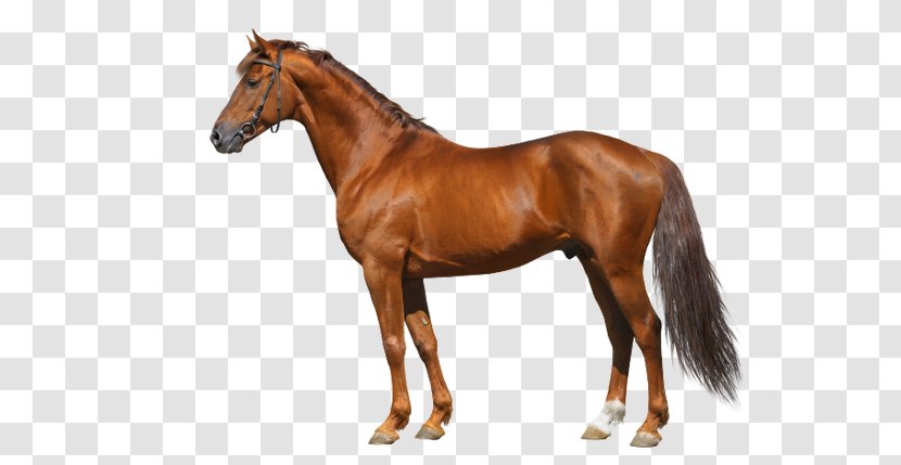American Miniature Horse Mustang Care Child Equine Anatomy Transparent PNG