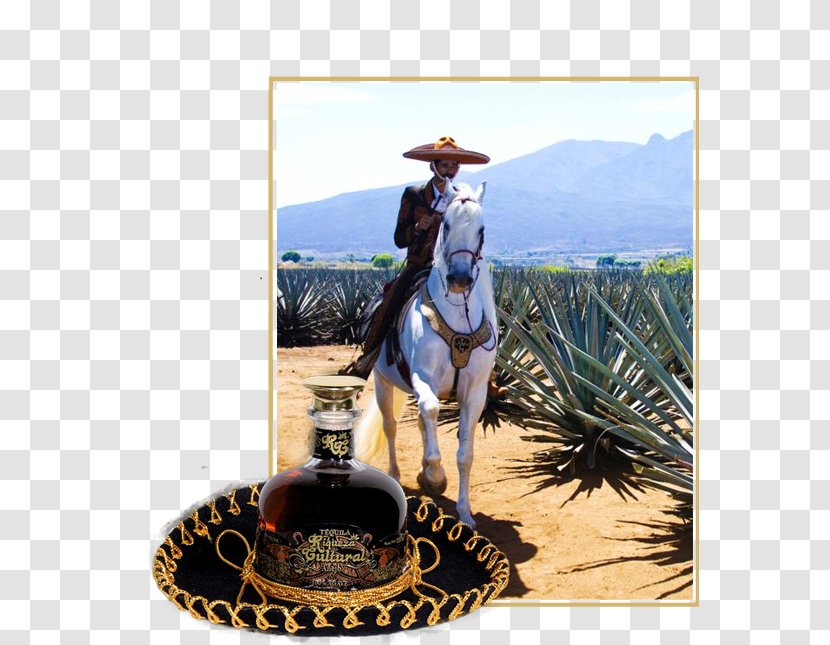 Tequila Guadalajara Agave Azul Puerto Vallarta Mezcal - Restaurant - Mariachi Hat Transparent PNG