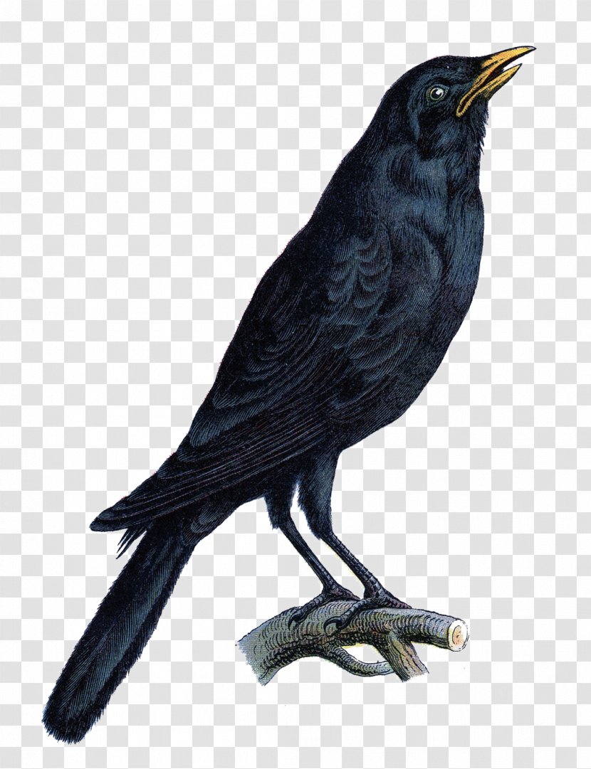 Bird Crow Halloween Common Raven Clip Art Transparent PNG