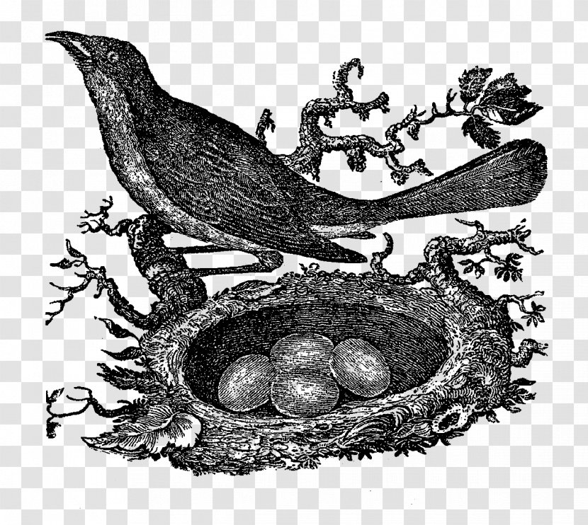 Bird Nest Drawing - Illustrator Transparent PNG