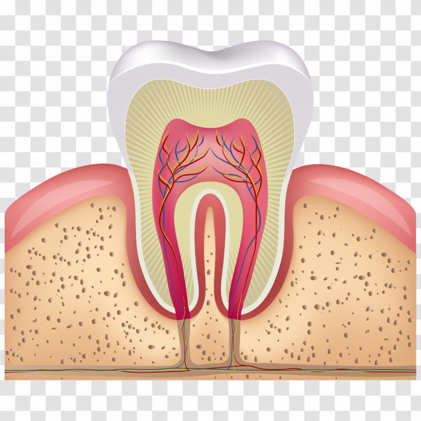 Human Tooth Pulp Root Canal Decay - Flower - Teeth Cross Section Transparent PNG