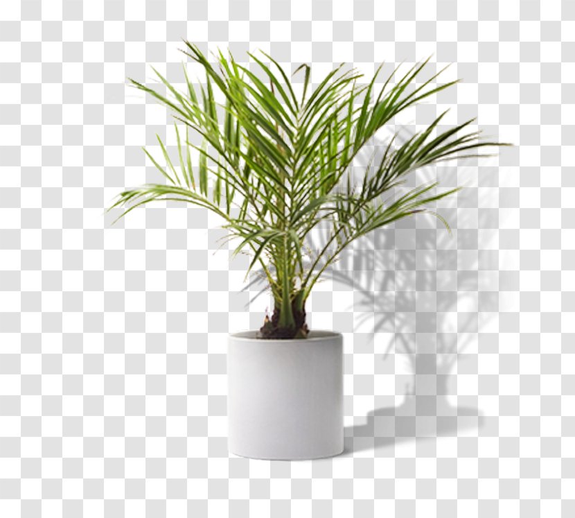 Houseplant Yucca - Tree - Plant Transparent PNG