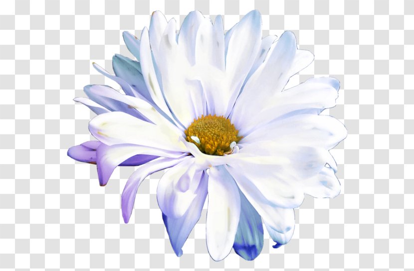 Cut Flowers Petal Flower Bouquet - Chrysanths Transparent PNG