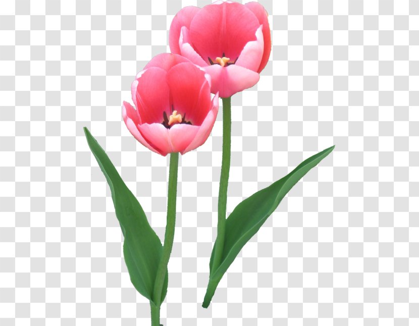 Tulip Cut Flowers Clip Art - Plant Stem Transparent PNG