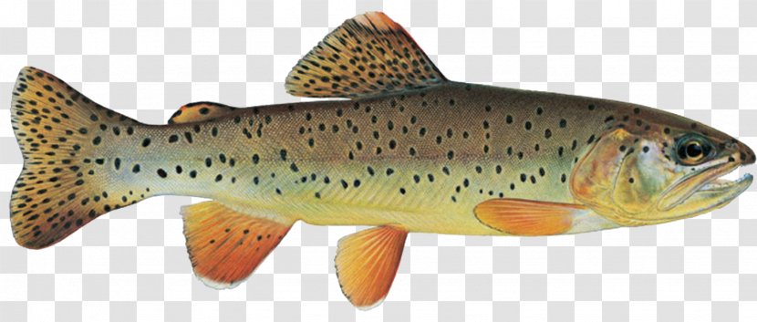 Salmon Cutthroat Trout Apache Arizona - Fish Products Transparent PNG