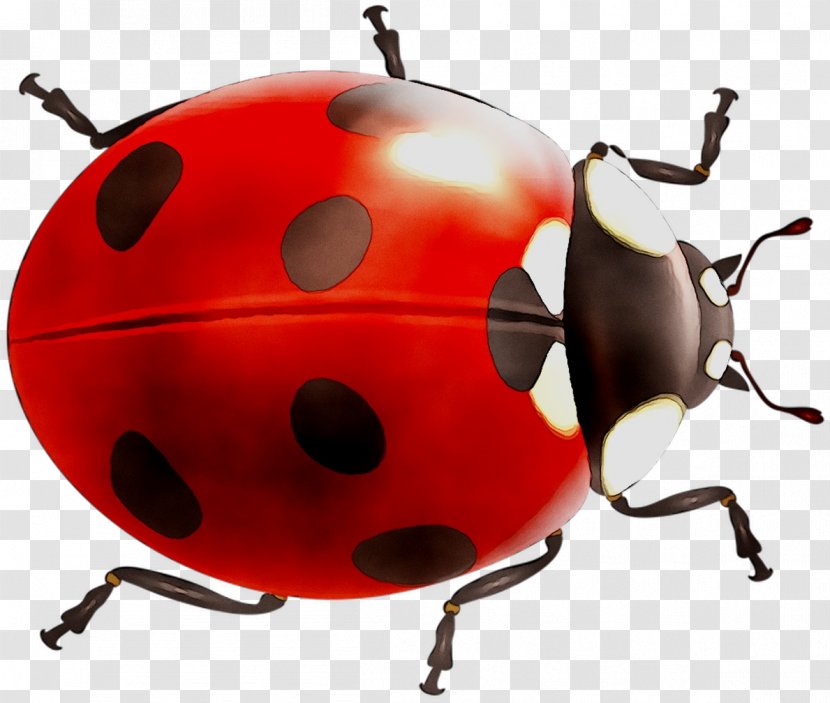 Beetle Product Design Lady Bird - Photography - Jewel Bugs Transparent PNG
